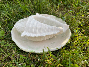 Cement Bee Watering Station | Butterfly Concrete Puddler Green edged Dish w/Sea Shell Station | Nautical | Pollinator Garden | JLK (Copy)