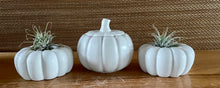 Load image into Gallery viewer, S/3 White Cement Pumpkins, Air plant holders, Concrete Pumpkin w/lid, Autumn Shelf decor, Fall table top decor, JLK