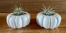 Load image into Gallery viewer, S/3 White Cement Pumpkins, Air plant holders, Concrete Pumpkin w/lid, Autumn Shelf decor, Fall table top decor, JLK