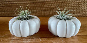 S/3 White Cement Pumpkins, Air plant holders, Concrete Pumpkin w/lid, Autumn Shelf decor, Fall table top decor, JLK